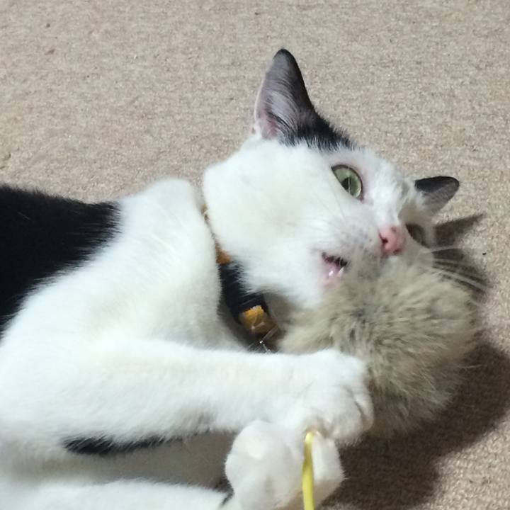 E42d0719 6f39 4506 b754 a3381d6a395d