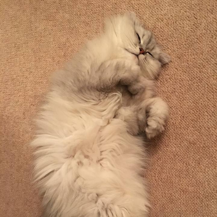 E43024ec a72c 4bc8 be6e 9eb8178a54b2