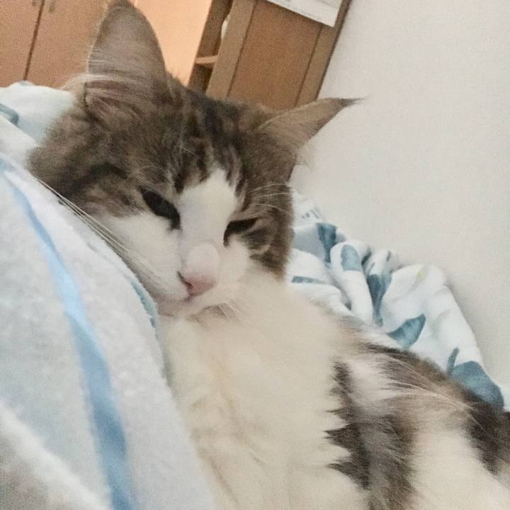 E4416c59 d3cd 4fef a658 8cbb2508c8fa