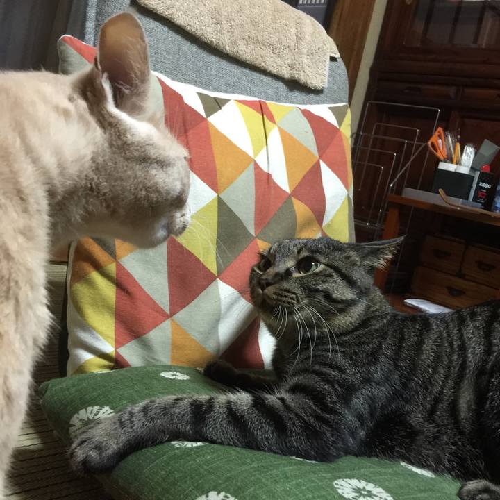 E458bb30 7fc3 4c44 919f 6a8d56ffc24d