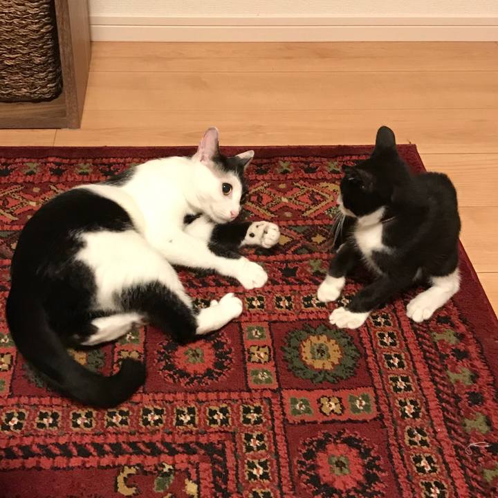 E45a01cc e05b 4808 878b fd0116562f9a