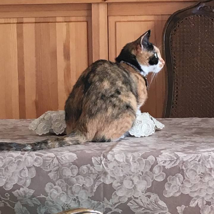 E45a7040 560d 478b b5c1 151ddee2bd80