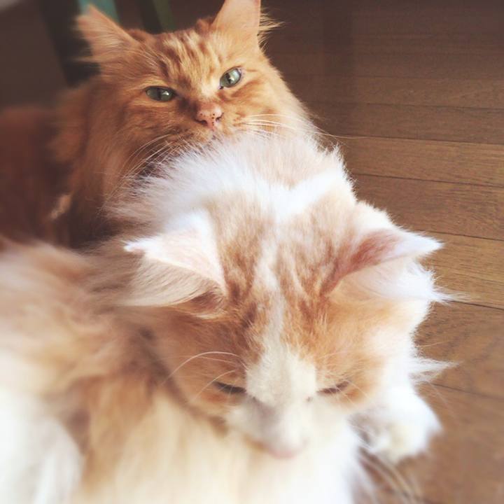 E45e0cc8 3816 4e50 8be9 31530c2707c7