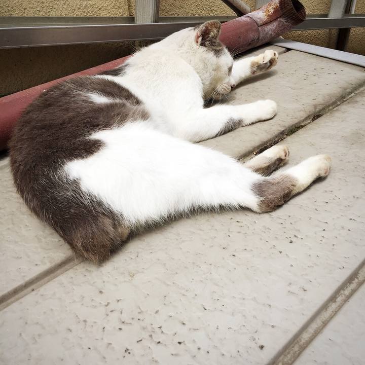 E460ded5 7f95 43e7 9fa0 de28ff775ed7