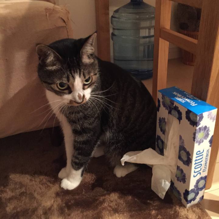 E4612490 3310 4885 9bab 3b352da6ae97