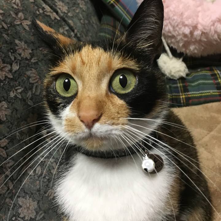 E463d1dc f2f9 4e4d 96dc 3993e8b23392