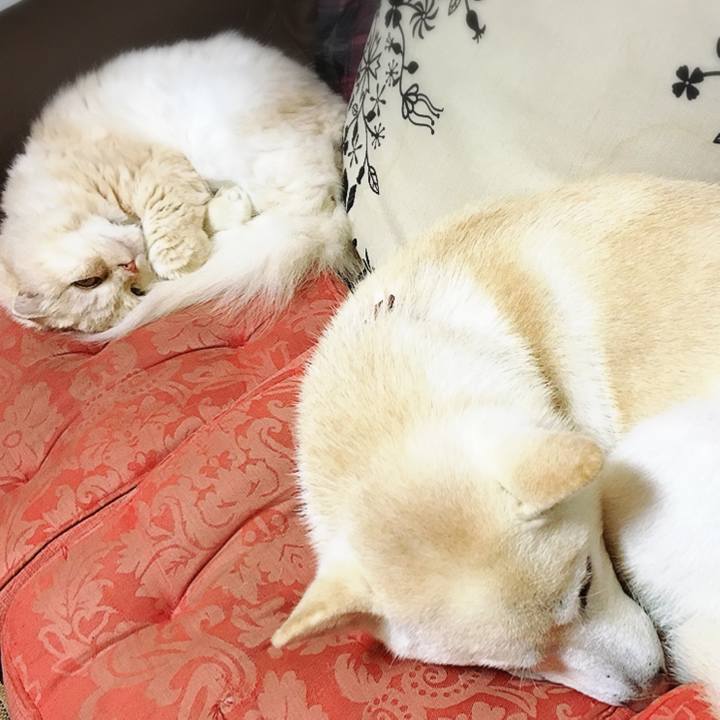 E4811837 6a8c 4c2e b779 df44c0894590