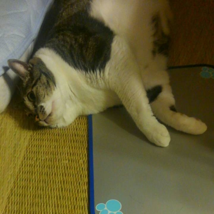 E4818a53 dfa9 4710 a4a0 05964e003dcd