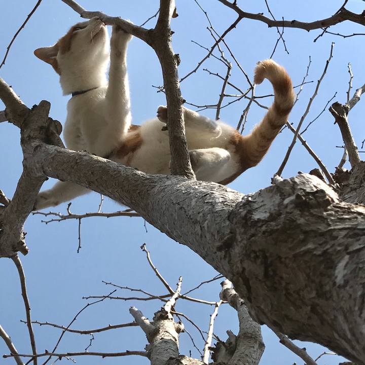 E4851ef2 13ef 4b55 a694 c668632994f5