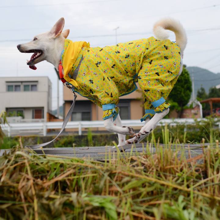 E4900669 4446 484a 9cda b284a016edb2