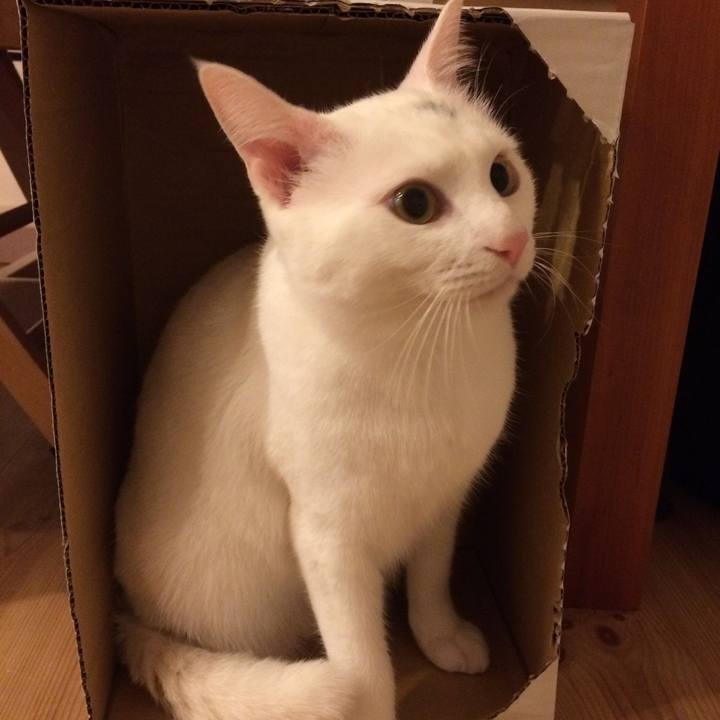 E4961bcf 54b2 4a9a a12c 006721e69940