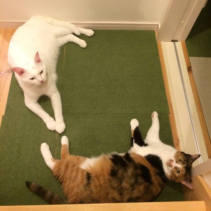 E4aa9469 ebff 43f8 ac68 5f1394edfa1a