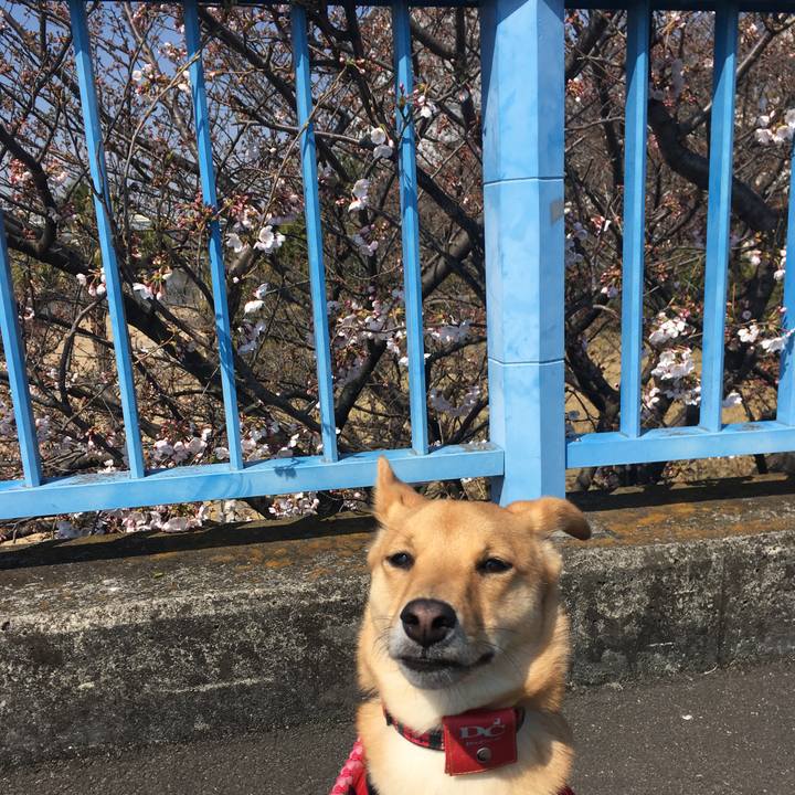 E4ae03f3 a636 4dd6 ba4e 1310706dd929