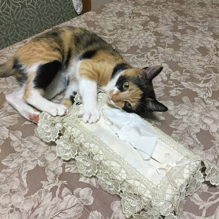 E4b2dde9 eb68 42f1 8b06 f9ecaa19dfbf