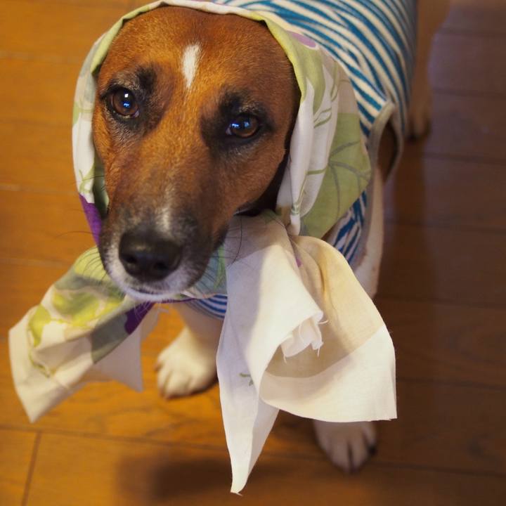 E4bc3e03 a3c6 42a6 905f 1490100a6c21