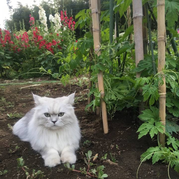 E4c07009 fa49 4c62 93ca 47bae4d4294f