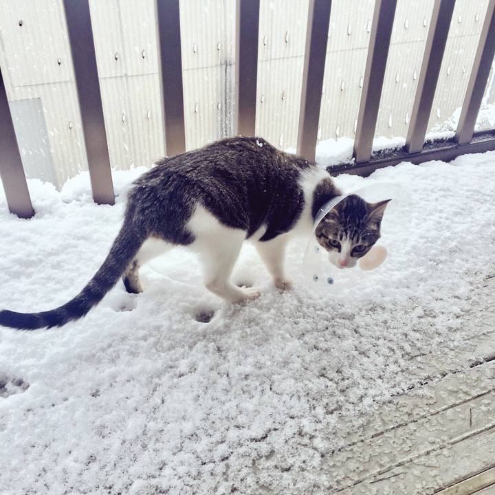 E4c09456 4ca3 40a0 90d6 800038395547