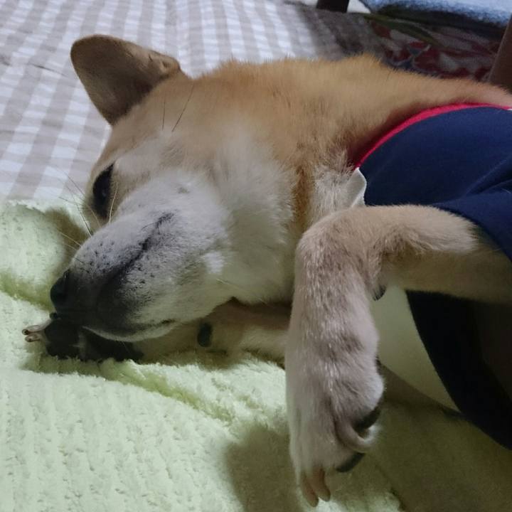 E4c42e43 40a4 4253 ac2b 954e44884e1c