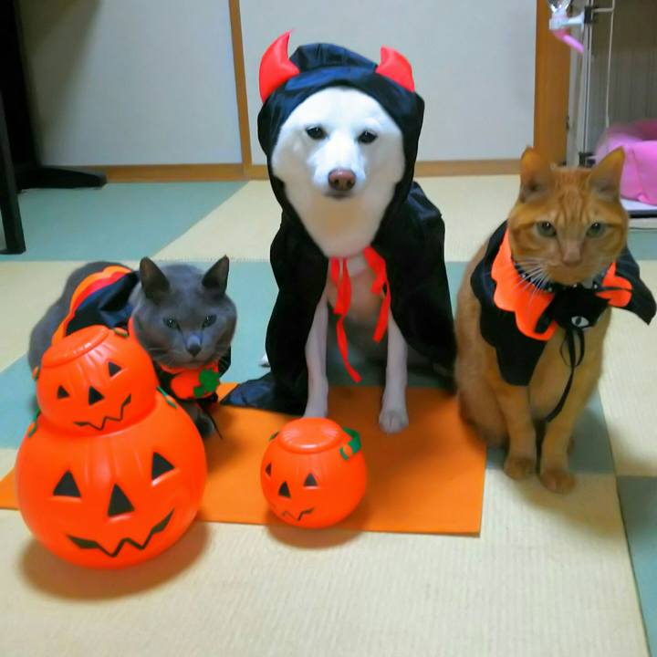 E4cec3f4 6dde 41a7 bf5d b6e47a3cb41d