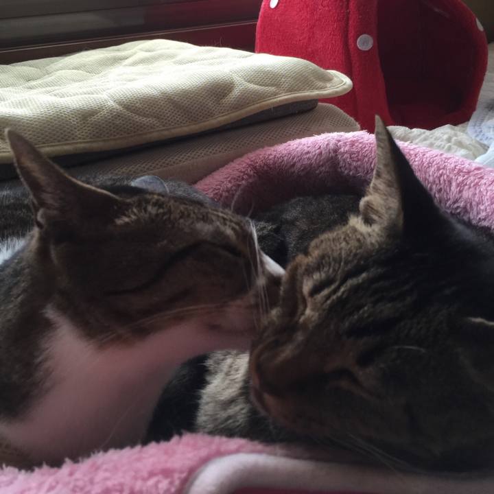 E4cf8d27 0956 43e0 bb66 88a9c34a9b77