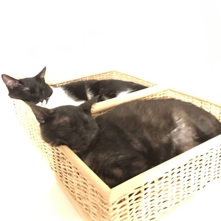 E4e20367 31c6 4004 8ead b58bb0c7e0f4