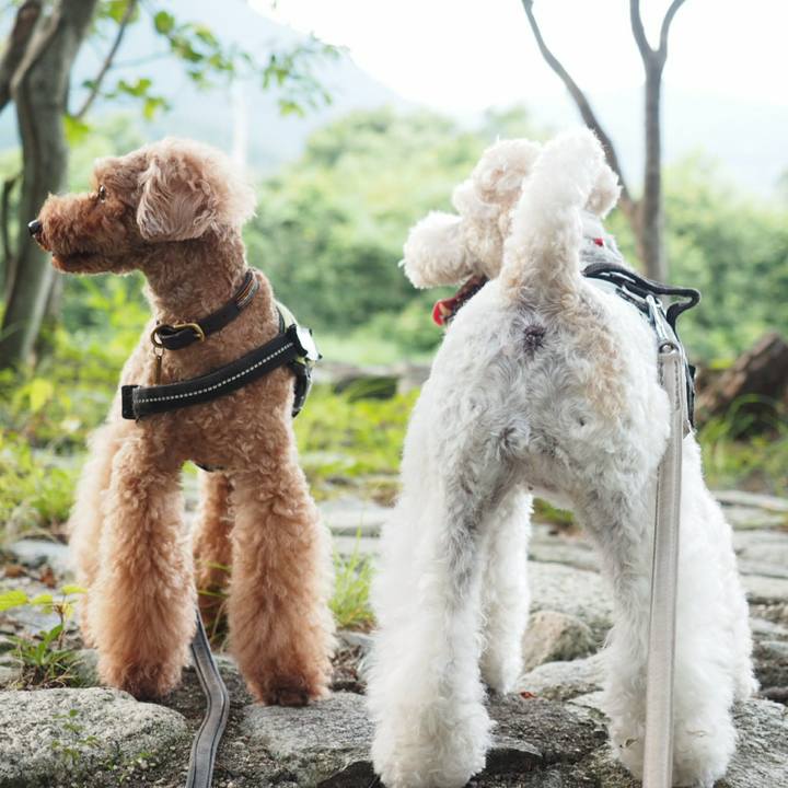 E4e79c84 f1b8 4e82 8df3 ca38ad90559d