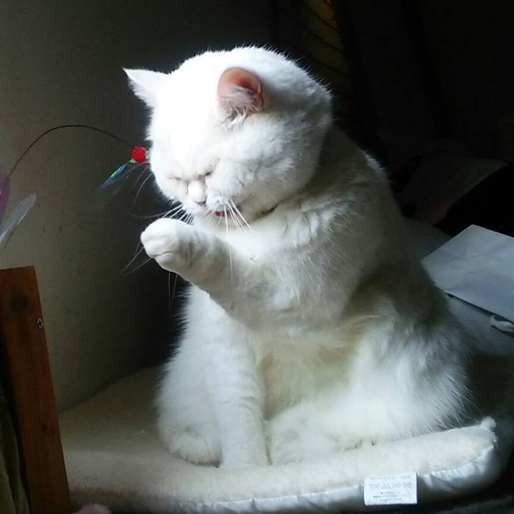 E4f0d68c aa4f 4acb bec9 e221c675c6e4