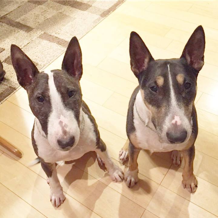 E4f38c34 d450 4900 af48 b767315dd6d8