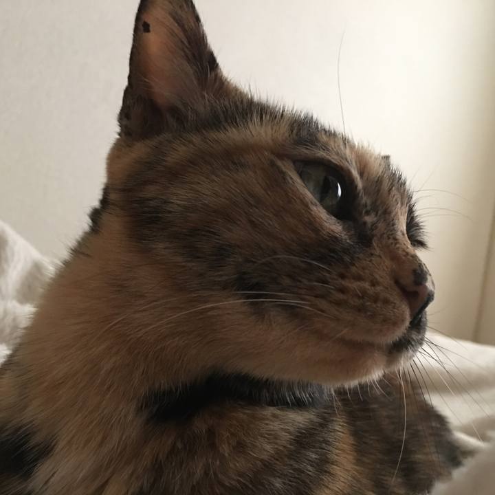 E4f4034c 99fc 462e add4 bdb3e1c00502