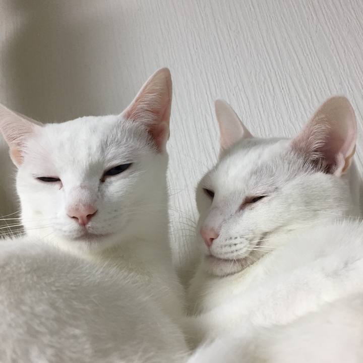 E4fac83d 7dc3 4f11 9ef6 2579b6087f58