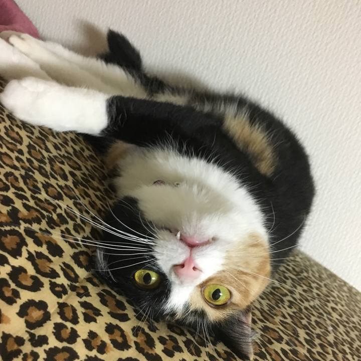 E4fc2061 49ff 4b54 a5fb 03d6a51f3b42