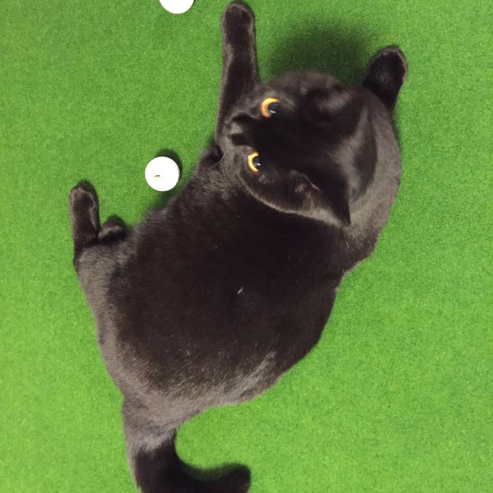 E50c1c1c 66b6 44b0 ba9f cdcd01c50021