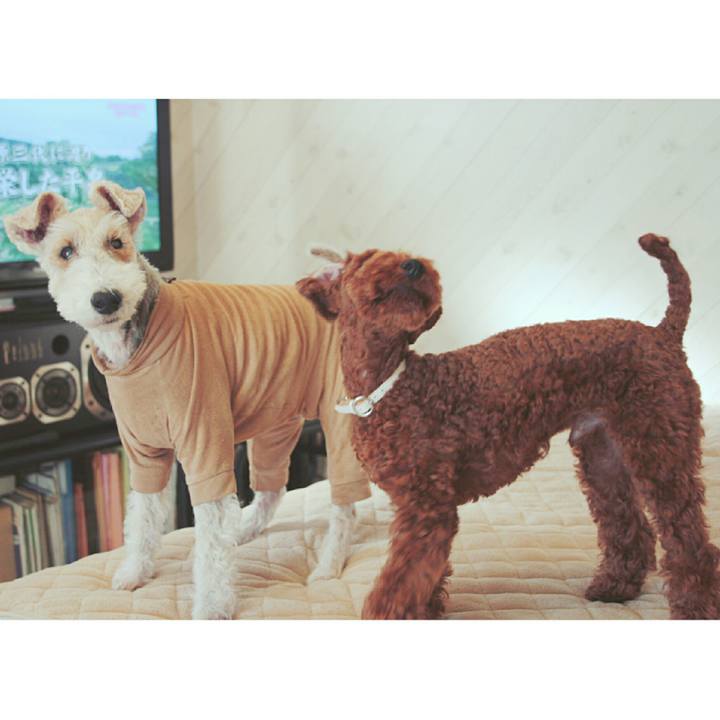 E50e50f6 c052 41a2 a224 a186dea7f306