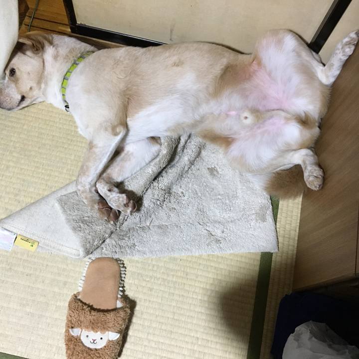 E50ef1d4 6dc4 4732 acc1 4cbd1c103878