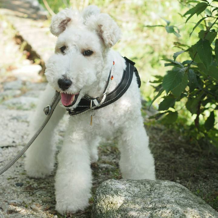 E515e616 8a95 4746 9b9e 25dcd1a96323