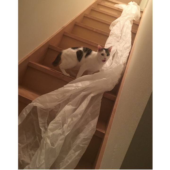 E51a3c9a 37c5 4b03 860a f986a2f62e7d