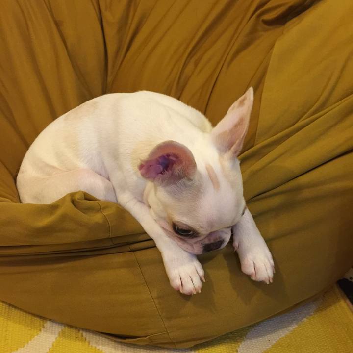 E525c921 d95d 4850 9dc2 1b198ea93ccc