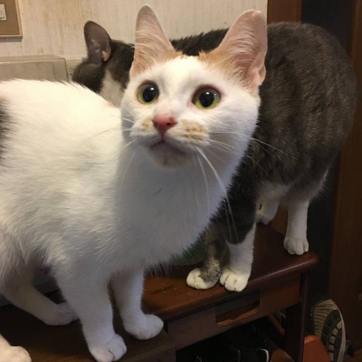 E5277e91 0484 4e9f adaa 7145a2bbdc22