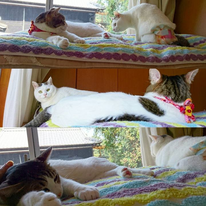 E527c005 8f2d 4ee7 819c 8fc5888ffeeb