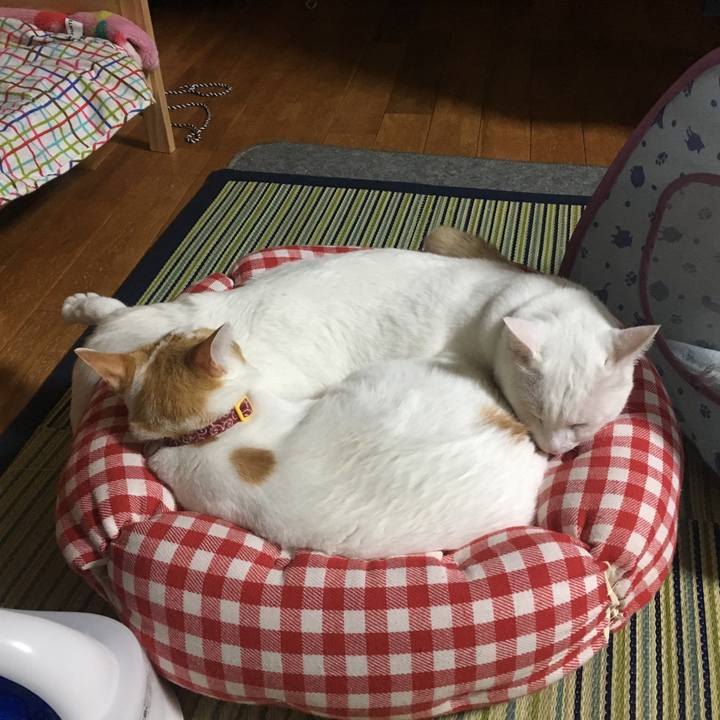 E52ad818 43fd 4393 8f87 b9c21543464b