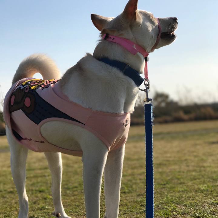 E537d126 b011 4819 bac3 f6e4a3337b29