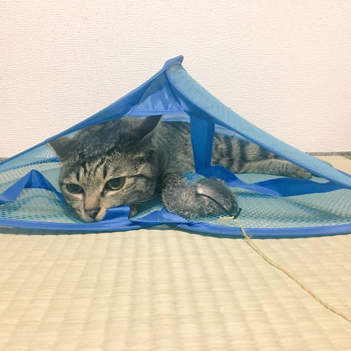 E539203c 4e9e 4fd7 a0a6 0288b4f5decc