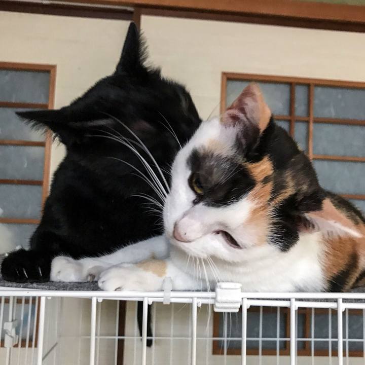 E53b82b7 68a2 4a07 99bc 1ee4e116ea83