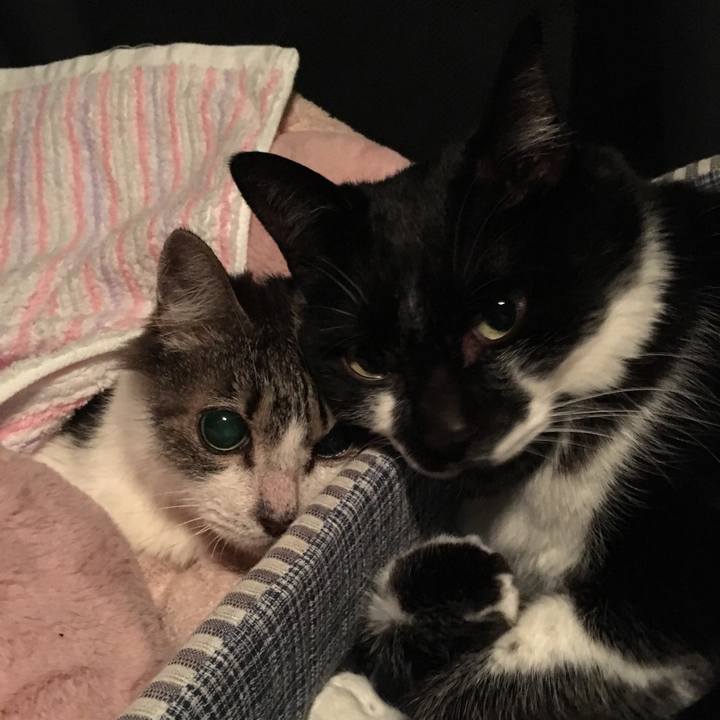 E5485f0d 790f 41b0 958e 5ea1a22886c8