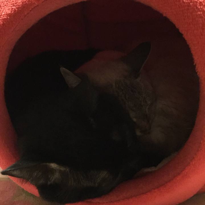 E5487baa 566e 4e0d 8a35 ec12c77a3361