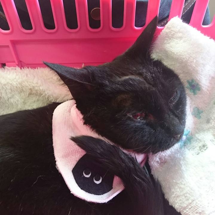 E54bd8de 941a 4348 9b6c 843836955696