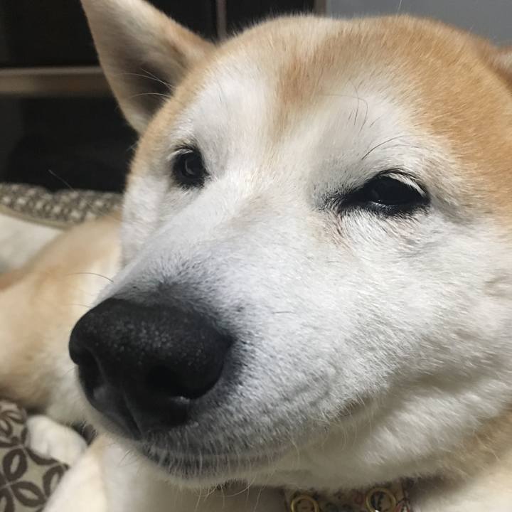 E55fefcf 99e9 40ca af3d b5c38228c982