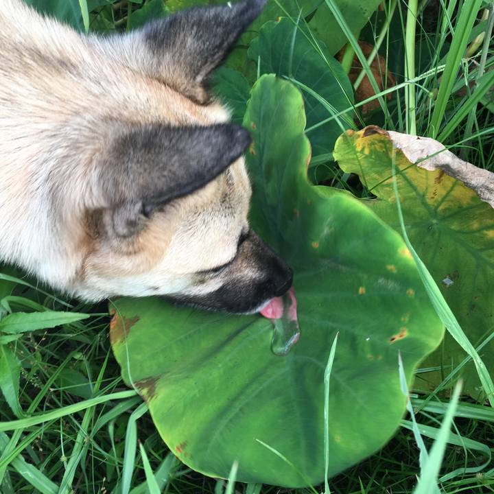 E5683e4f 2305 4055 a237 f4306881092a