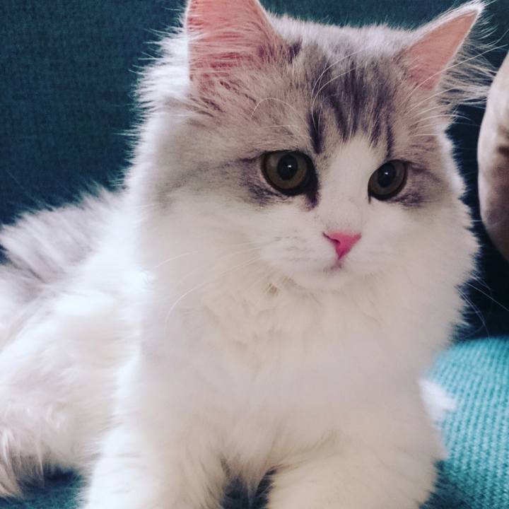 E576a72c 8582 413f a038 4b53c874f803