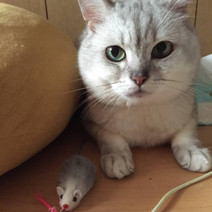 E5777218 78ce 4e4f 93ba 0ef703e32cca